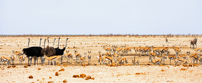 A flock of Ostrich amongst a large herd of Springbok on the dry Etosha Plains