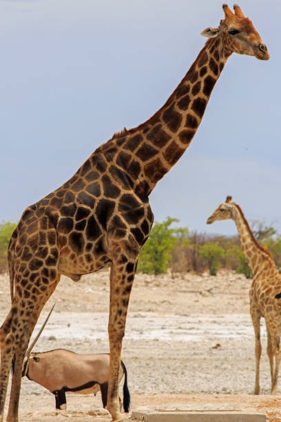 istock Full Framed Tall Adult Angolan Giraffe standing on African plains 2007869570