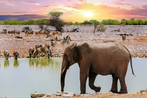 African Elephant walking beside a waterhole, while a large herd of Plains zebra drink fro the opposite side, there is a nice sunset over the african bush