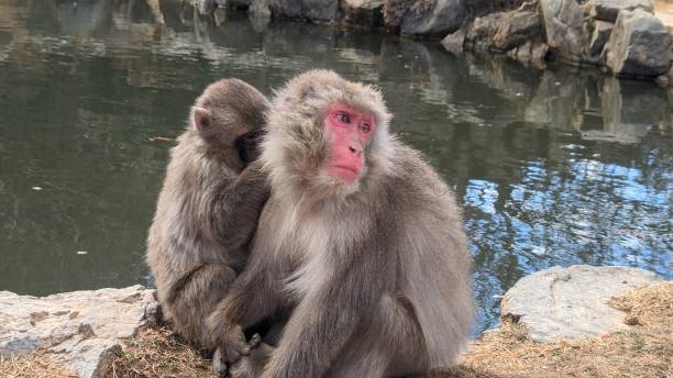 istock Snow monkey in Kyoto - Japan 2007872731