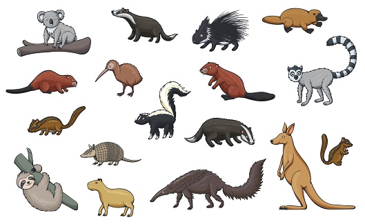 Animal cartoon icons of hunting sport, zoo and wildlife. Vector kangaroo, koala and platypus, kiwi bird, porcupine, badger, beaver and lemur, chipmunk, capybara and sloth, armadillo, skunk, anteater