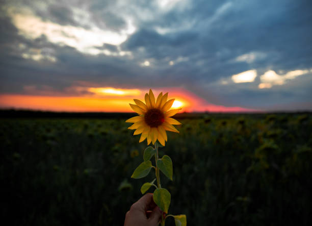 Sunflower held in hand with vibrant sunset over field