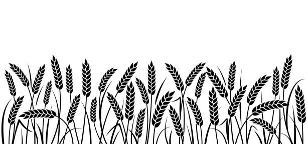 ilustraciones, imágenes clip art, dibujos animados e iconos de stock de espigas de trigo, centeno o cebada - barley grass crop field