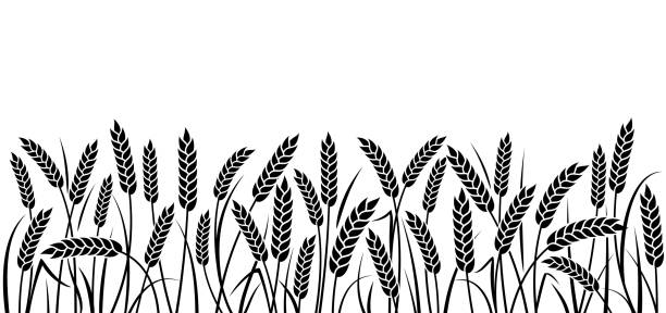початки пшеницы, ржи или ячменя - barley grass illustrations stock illustrations