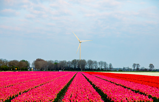Agricultural fields with colourful red, purple yellow colour tulips gardens and wind energy turbines in springtime in Northern Holland, Netherland