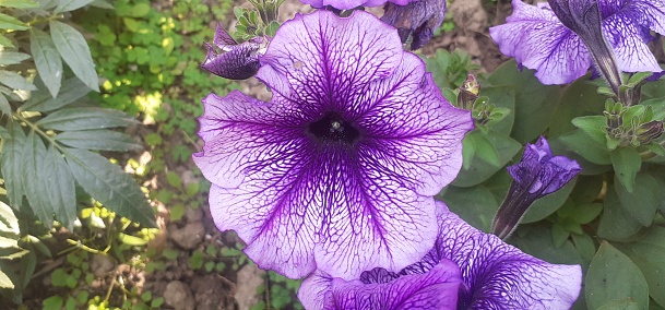 Petunia is a Solanaceae family hybrid flowering plant. This flowering plant originate from South America.