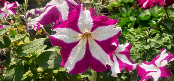 Petunia is a Solanaceae family hybrid flowering plant. This flowering plant originate from South America.