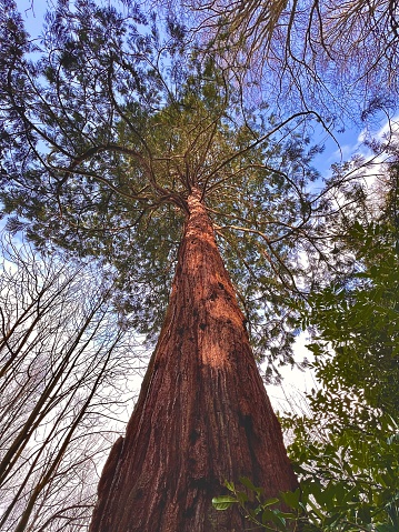 Looking up at a Coastal Redwood tree at County Durham