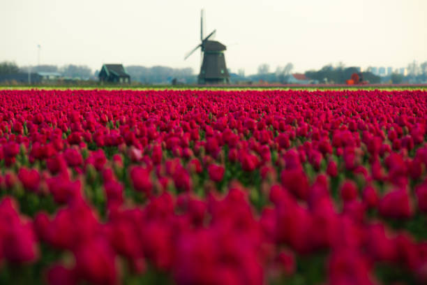 A breathtaking scene unfolds in the Netherlands as vibrant red tulip fields stretch out before iconic Dutch windmills, creating a stunning contrast against the cloudy sky. This picturesque landscape embodies the essence of springtime in Holland, where nature's beauty and cultural heritage converge in a harmonious display of color and tradition.