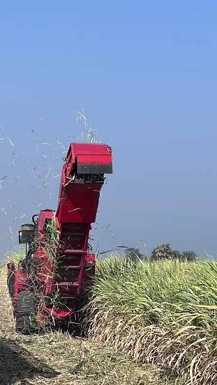Machine Harvesting sugar cane harvester loading cut cane into storage bin on back of truck in thailand