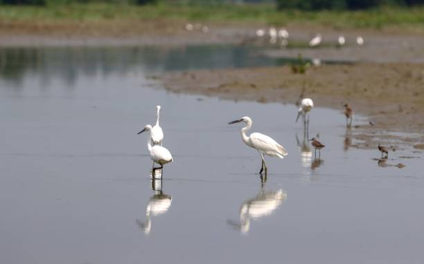istock Mixed flock of water birds. 2007916995