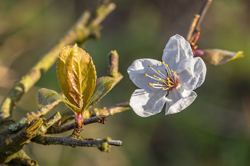 Cherry blossom in bloom