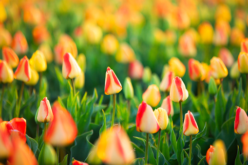 Spring meadow with yellow and red  tulip flowers, floral sunny seasonal easter  background