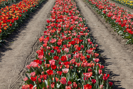 Tulip, pink and red flowers row in a field in spring sunlight