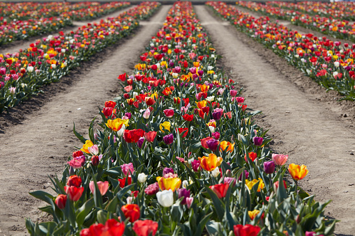 Tulip field, rows of flowers in assorted colors in spring sunlight