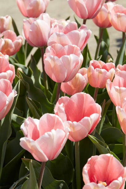 istock Tulip Salmon Impression, pink flowers in spring 2007934831