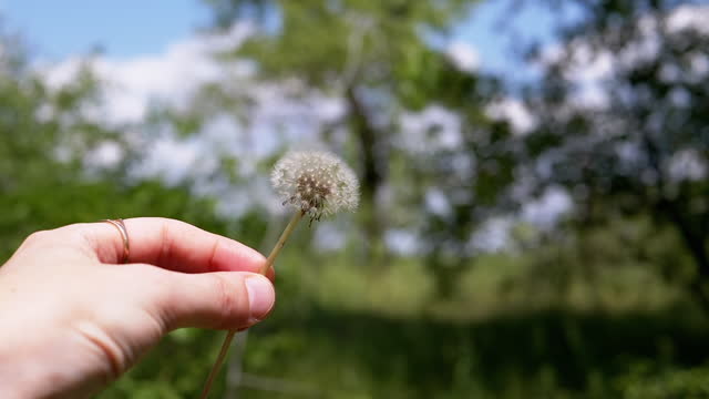 Female Hand Rotating a Fluffy White Dandelion on a Blurred Background of Nature
