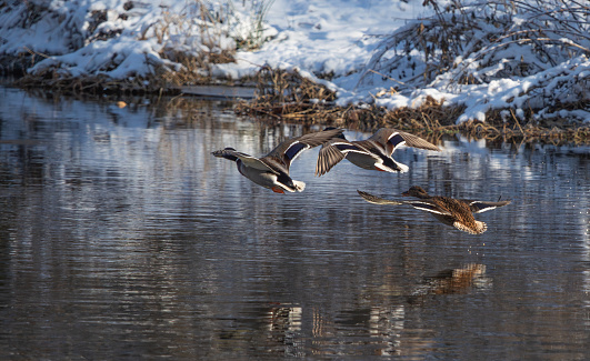 A flock of birds soar through the frozen air above a tranquil, icy waterbody