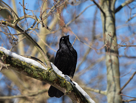 A Rook bird perched on a wintry branch in the woods