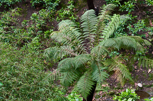 A soft tree fern (Dicksonia antarctica fern).