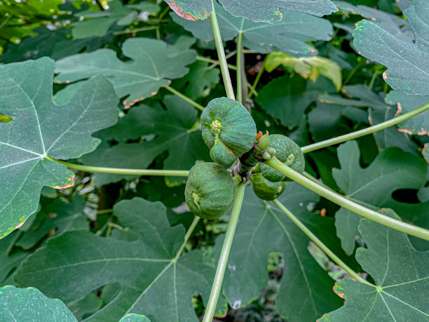 istock Ripe figs on the branches of a fig tree in the garden 2007951978