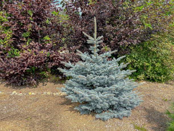 istock Blue spruce tree in the garden. Decorative fir tree. 2007951996