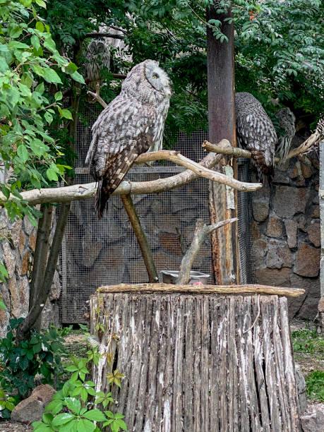 istock Tawny Owl sitting on a tree stump in a zoo. 2007953600