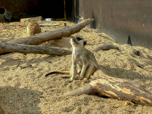 Meerkat looking into the camera
