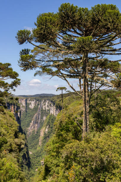 istock Arauracia tree with waterfall in background in Itaimbezinho Canyon 2007954673