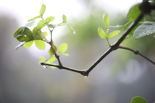 Lignum vitae, Kaeo chao chom tree leaves macro closeup