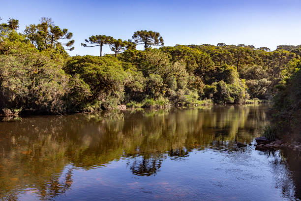 River with Araucaria forest around, Cambara do Sul, Rio Grande do Sul, Brazil