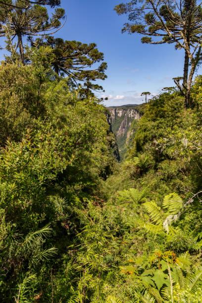 istock Vegetation and Arauracia trees with waterfall in background in Itaimbezinho Canyon 2007965288