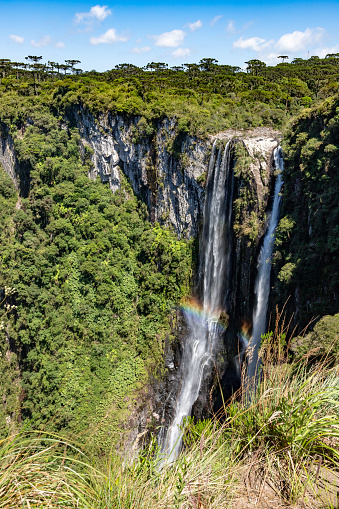 Vegetation, Arauracia trees and waterfall in Itaimbezinho Canyon, Cambara do Sul, Rio Grande do Sul, Brazil