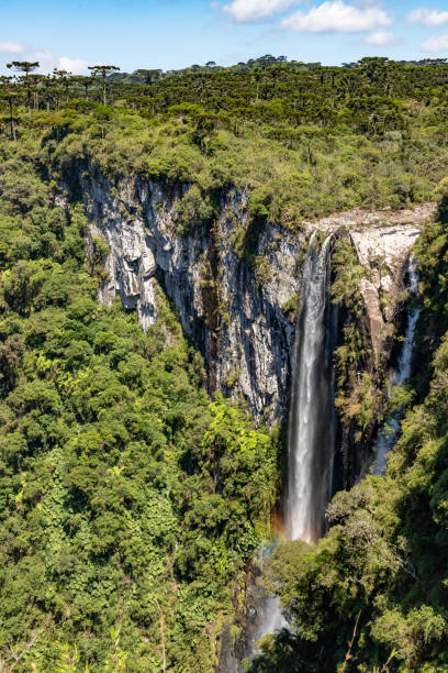 istock Vegetation, Arauracia trees and waterfall in Itaimbezinho Canyon 2007967417