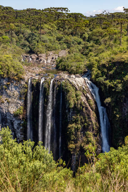 istock Vegetation, Arauracia trees and waterfall in Itaimbezinho Canyon 2007967953