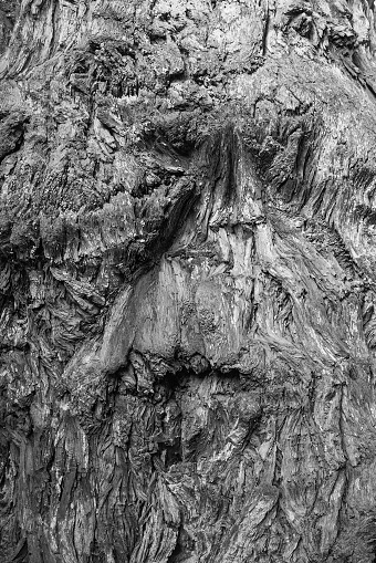 Closeup black and white of a distorted face in the bark of a redwood tree in Redwood National Park California, USA