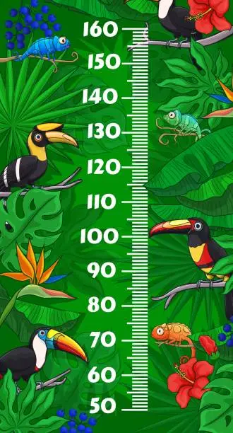 Vector illustration of Kids height chart with toucan birds and chameleons