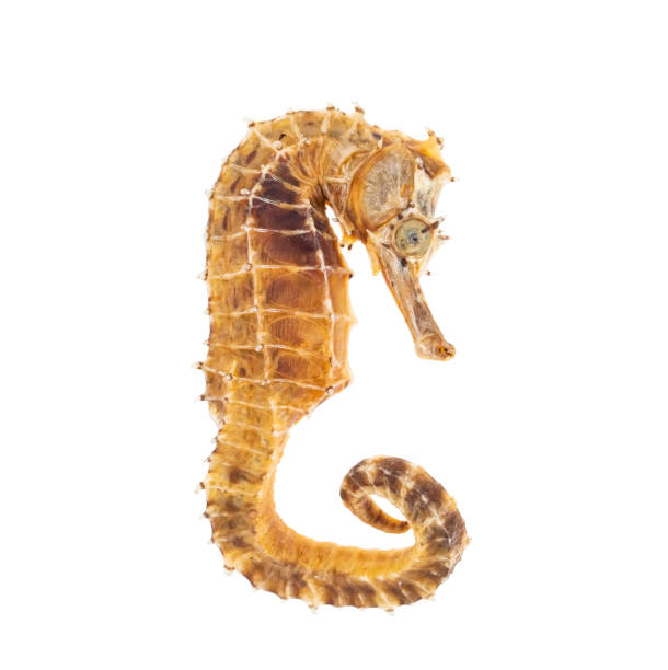Seahorse just hanging out