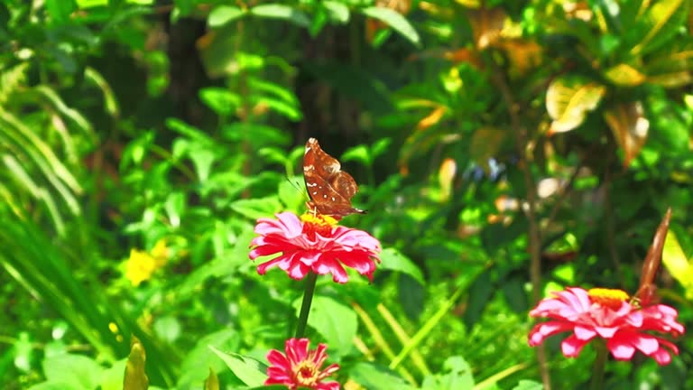 The Banded Treebrown Butterfly