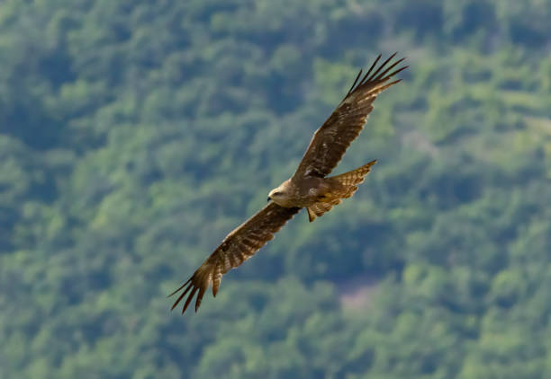 istock Black Kite in natural habitat 2008022344