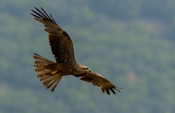 istock Black Kite in natural habitat 2008024673