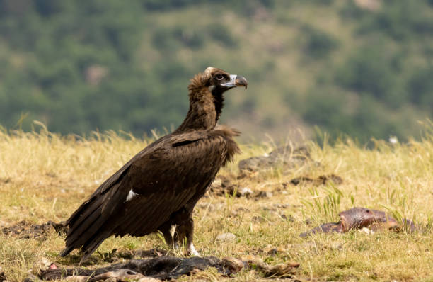 istock Cinereous vulture sitting on feeding station 2008026689