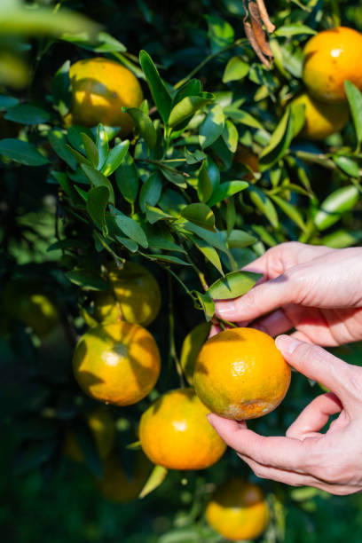 istock Pick fresh oranges from the orange farm 2008028347