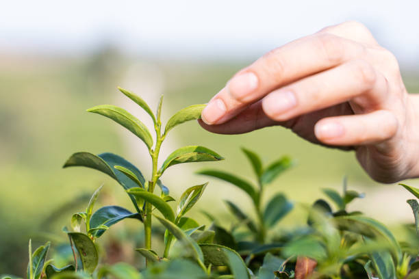 istock Farmer picks tea leaves in tea plantation 2008030000