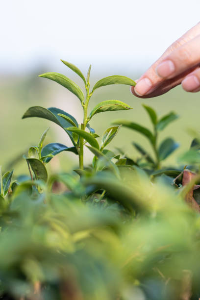 istock Farmer picks tea leaves in tea plantation 2008030002