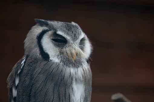 The peculiar looking Northern White-Faced Owl (Ptilopsis leucotis).