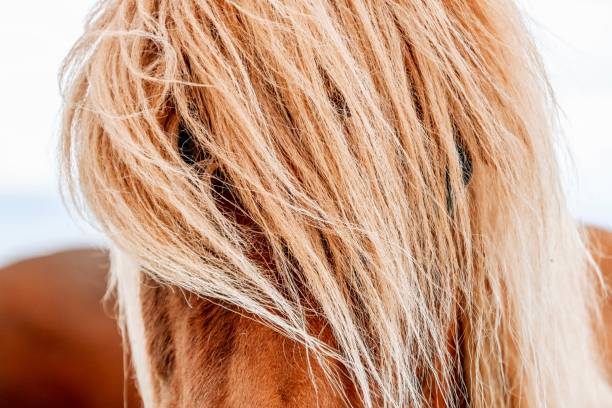 Horse in Iceland