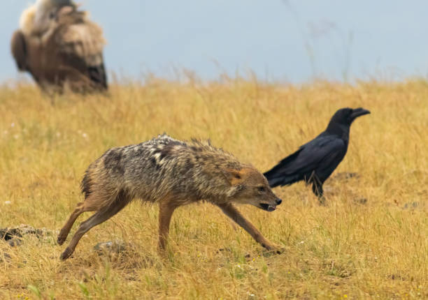 istock Golden Jackal in a natural habitat 2008040666