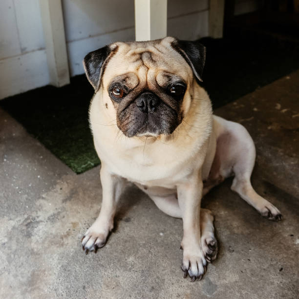 istock Happy Pug dog looks up at camera 2008050843