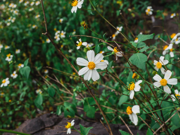 White zinnia angustifolia flowers on flower bed. Zinnia angustifolia flowers in the garden. Zinnia acerosa is a low-growing perennial flowering plant. Common names include desert zinnia, wild zinnia, white zinnia.